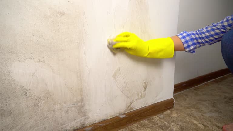 Best Black Mold Removal  in Los Luceros, NM