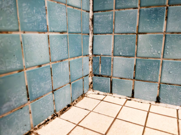 Best Comprehensive Air Testing for Mold Contaminants  in Los Luceros, NM