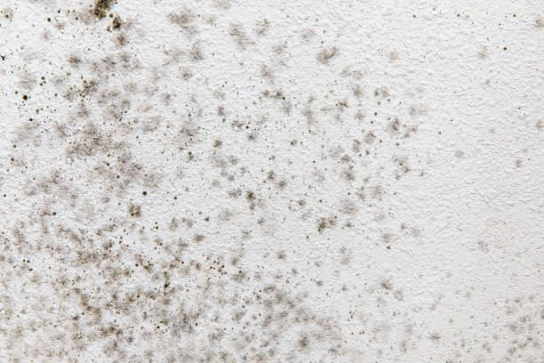 Best Emergency Mold Remediation  in Los Luceros, NM
