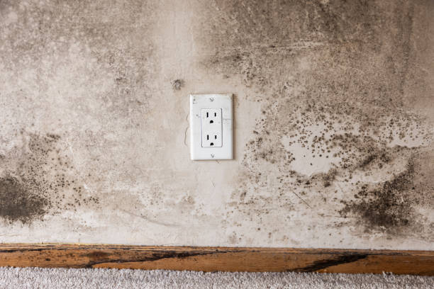 Reliable Los Luceros, NM Mold Removal Solutions