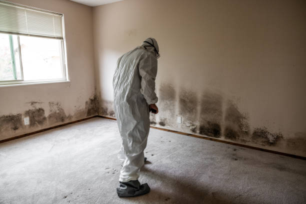 Best Residential Mold Inspection & Testing  in Los Luceros, NM