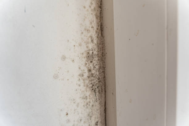 Best Mold Documentation for Insurance Claims  in Los Luceros, NM